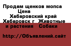 Продам щенков мопса › Цена ­ 10 000 - Хабаровский край, Хабаровск г. Животные и растения » Собаки   